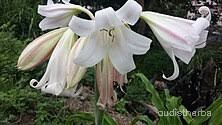 Crinum latifolium flower6.jpg